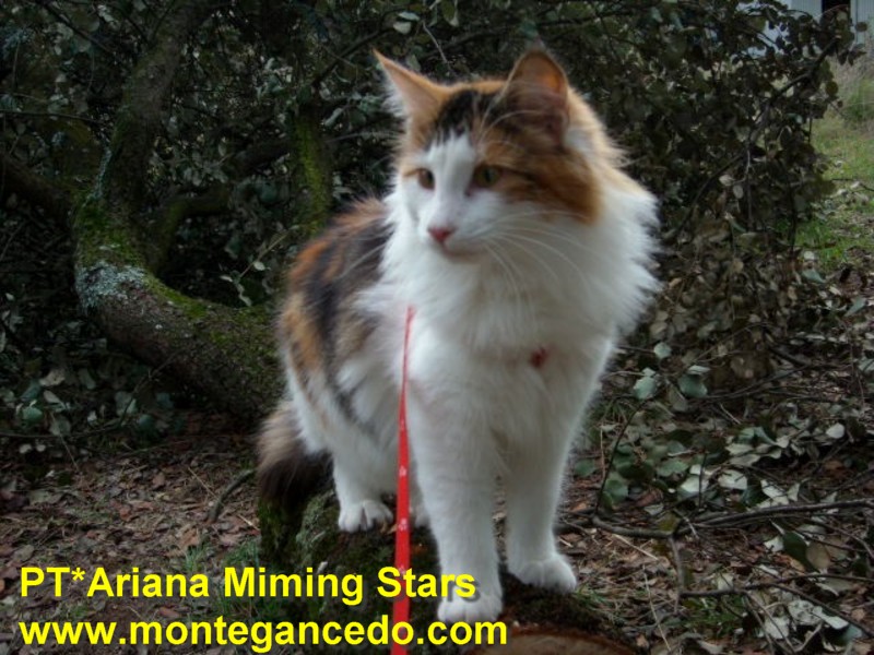 ARIANA MIMING STARS. NFO f 09 22. Negro Tortuga tabby blotched y Blanco. Montegancedo*ES Bosques de Noruega