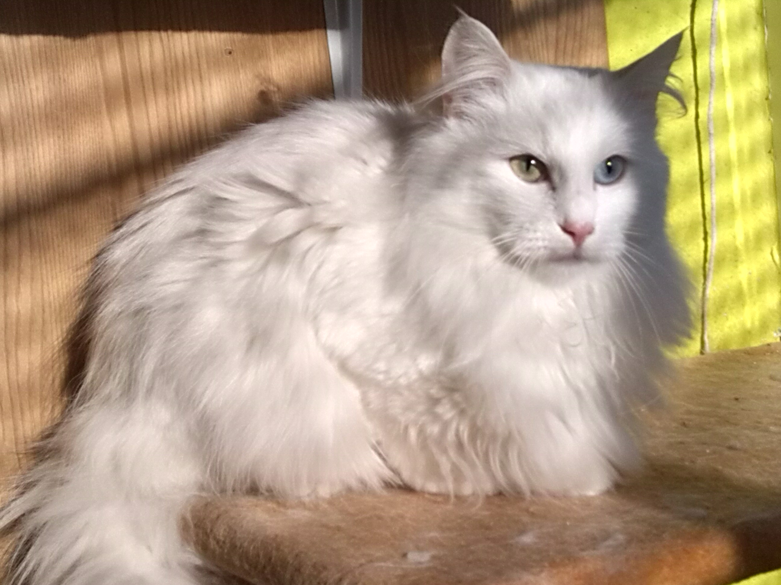 SONORA MONTEGANCEDO. NFO w 63. Blanco de ojos dispares. Montegancedo*ES Bosques de Noruega