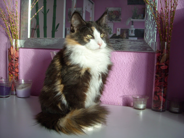 AIDA AV SKARA BRAE. NFO f 09. Negro Tortuga y Blanco. Montegancedo*ES Bosques de Noruega