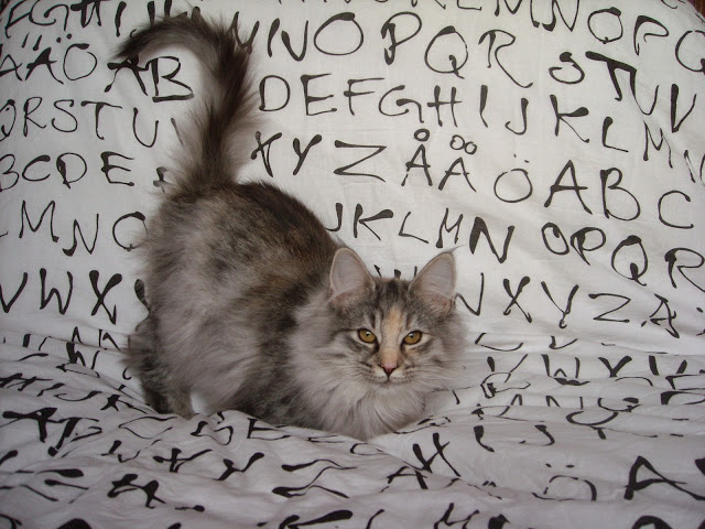 AIDA AV SKARA BRAE. NFO f 09. Negro Tortuga y Blanco. Montegancedo*ES Bosques de Noruega