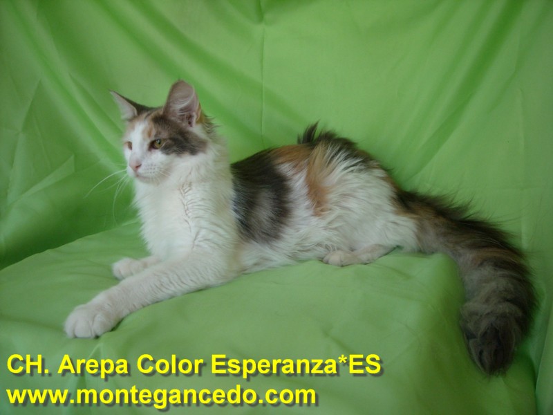 AREPA COLOR ESPERANZA. NFO g 03. Bicolor azul tortuga. Montegancedo*ES Bosques de Noruega