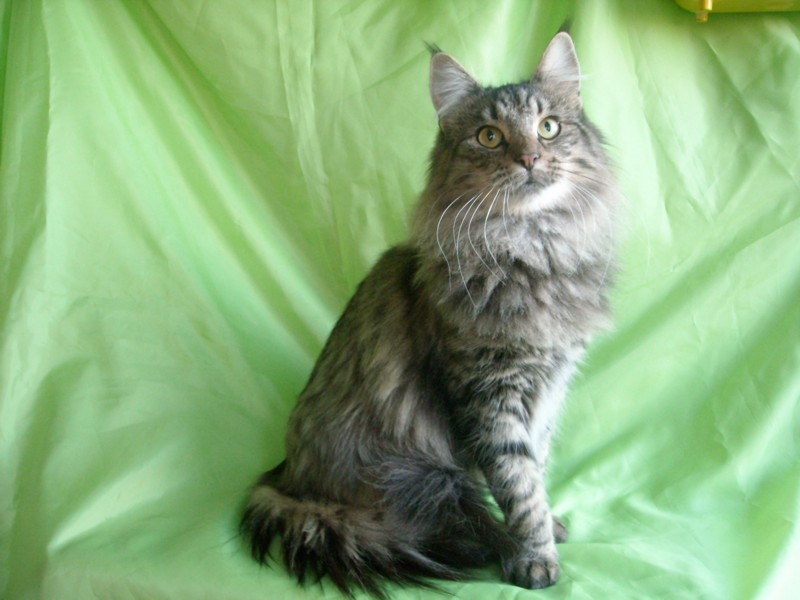 BASTIS MONTEGANCEDO. NFO n 23. Negro Tabby Mackerel. Montegancedo*ES Bosques de Noruega