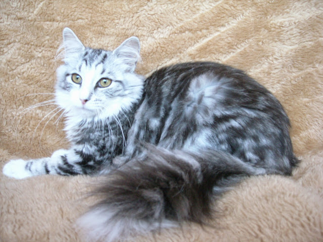 CANDYCRUSH MONTEGANCEDO. NFO ns 09 22. Negro Silver Tabby Blotched y Blanco. Montegancedo*ES Bosques de Noruega