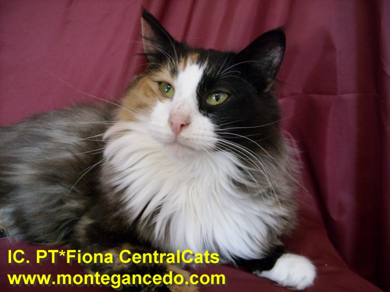 FIONA CENTRAL CATS. NFO f 09. Negro Tortuga y Blanco. Montegancedo*ES Bosques de Noruega