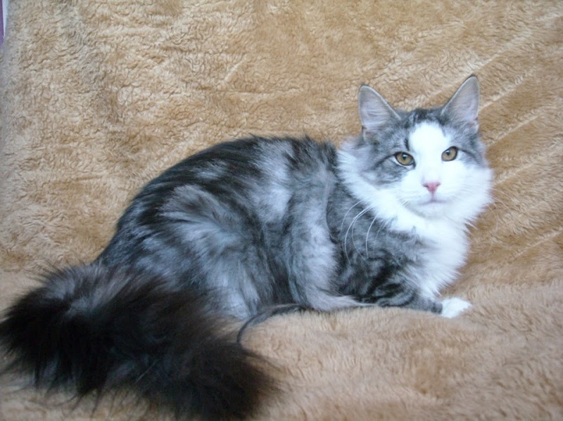 GOBI MONTEGANCEDO. NFO ns 09 22. Negro Silver Tabby Blotched y Blanco. Montegancedo*ES Bosques de Noruega