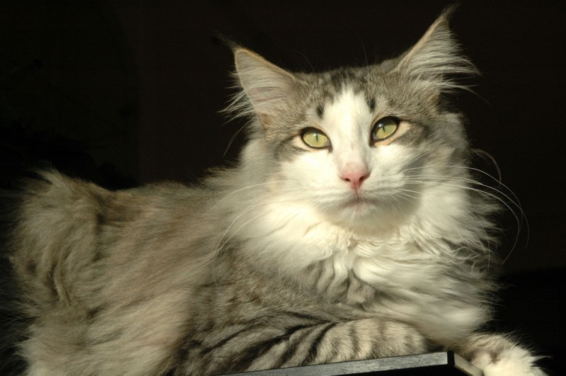 LOOK ARTEMISA*ES. NFO ns 09 22. Negro silver tabby blotched y blanco. Montegancedo*ES Bosques de Noruega