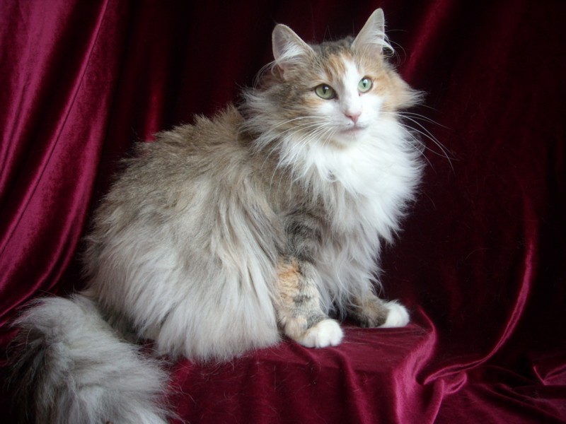 LOUISE LEONCIO. NFO f 09 23. Negro tortuga tabby mackerel y blanco. Montegancedo*ES Bosques de Noruega