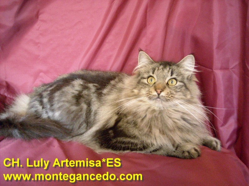 LULY ARTEMISA. NFO n 22. Negro Tabby Blotched. Montegancedo*ES Bosques de Noruega