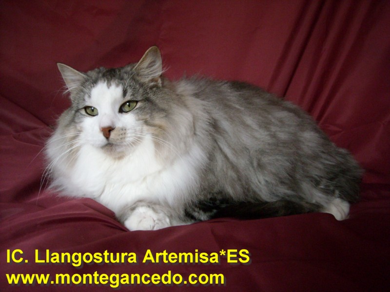LLANGOSTURA ARTEMISA*ES. NFO ns 24. Negro Silver Tabby Spotted. Montegancedo*ES Bosques de Noruega