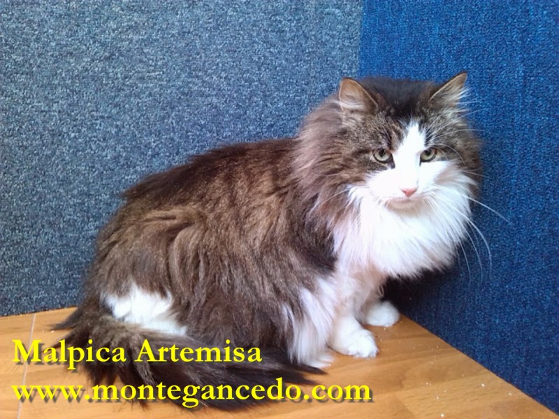 MALPICA ARTEMISA. NFO n 09 23. Negro Tabby Mackerel y blanco. Montegancedo*ES Bosques de Noruega