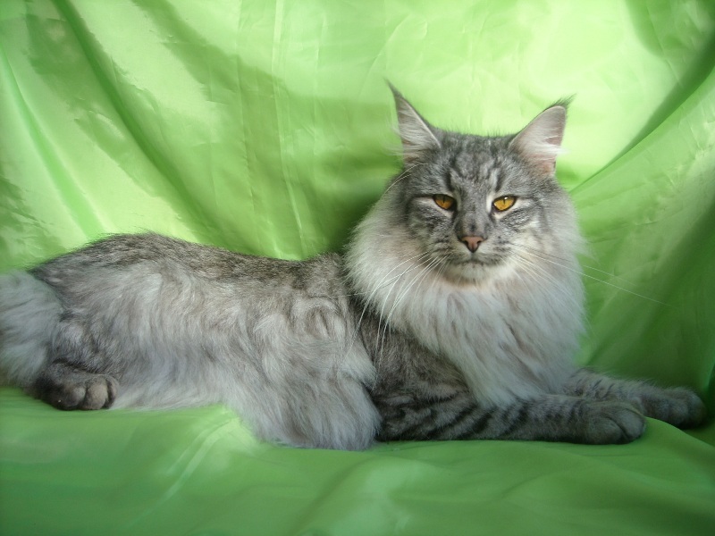 MYSELISIA'S VIVALDI. NFO ns 24. Negro Silver Tabby Spotted. Montegancedo*ES Bosques de Noruega