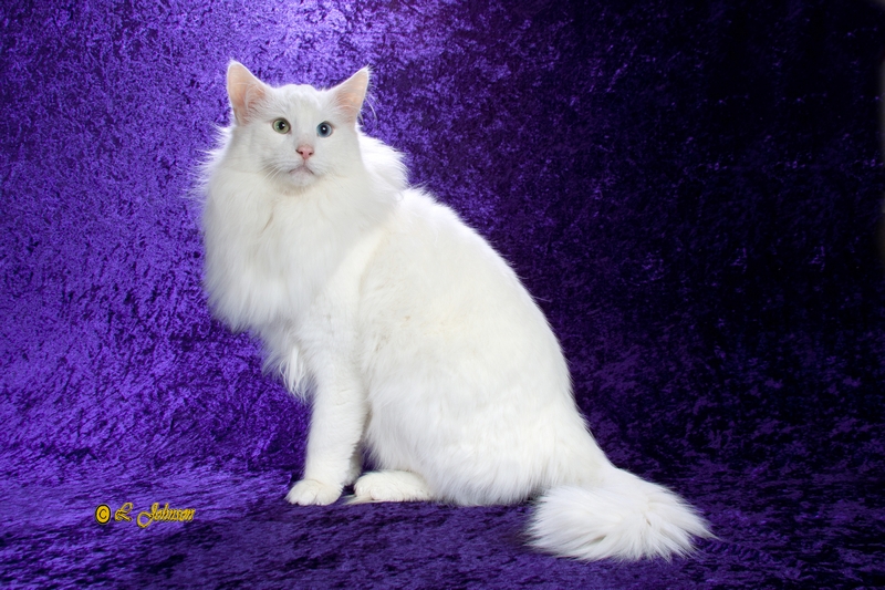 NACAR ARTEMISA*ES. NFO w 63. Blanco de ojos dispares. Montegancedo*ES Bosques de Noruega