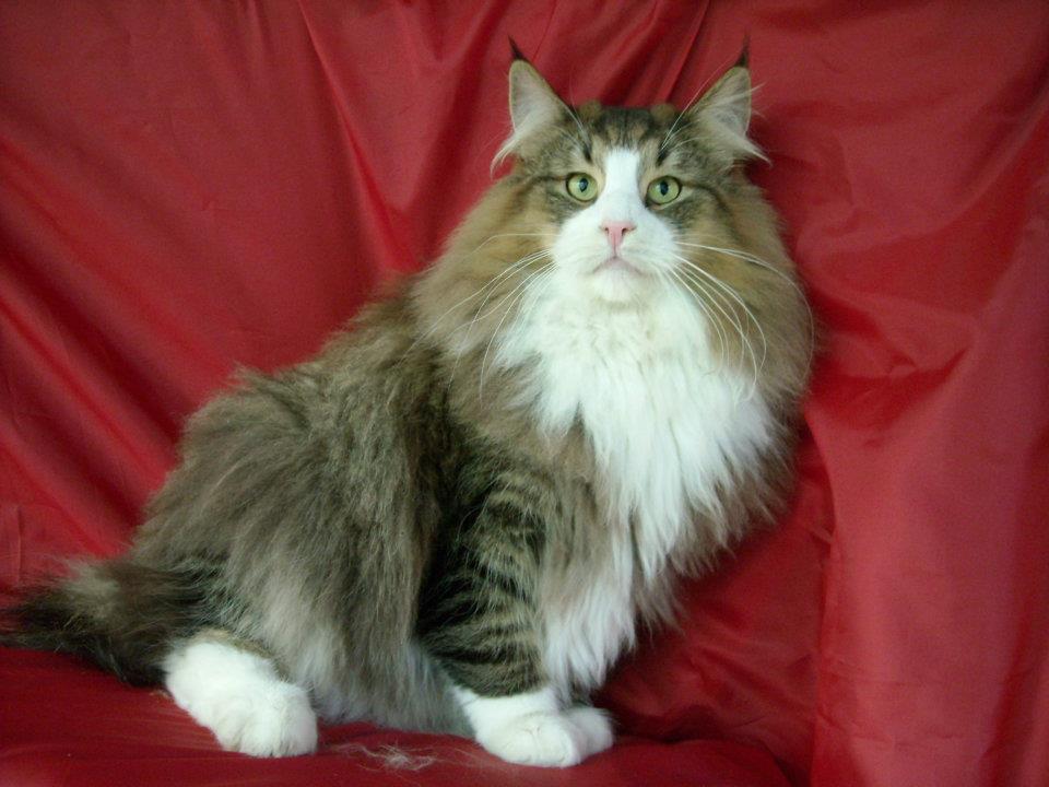 PATROCLO ARTEMISA*ES. NFO ns 24. Negro Silver Tabby Spotted. Montegancedo*ES Bosques de Noruega