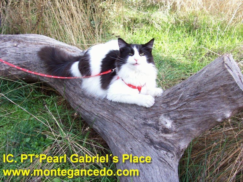 PEARL GABRIEL'S PLACE. NFO n 03. Bicolor negro. Montegancedo*ES Bosques de Noruega