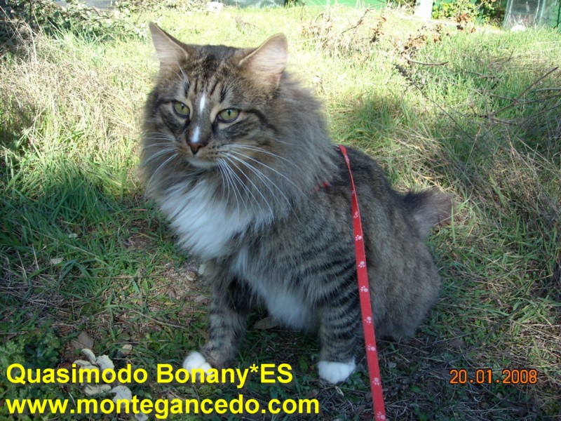 QUASIMODO BONANY*ES. NFO n 09 23. Negro tabby mackerel y blanco. Montegancedo*ES Bosques de Noruega