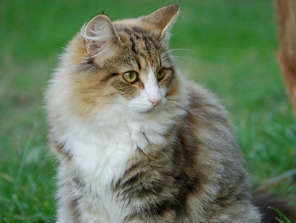 AGNETHA LEONCIO. NFO w. Blanco de ojos dispares. Montegancedo*ES Bosques de Noruega