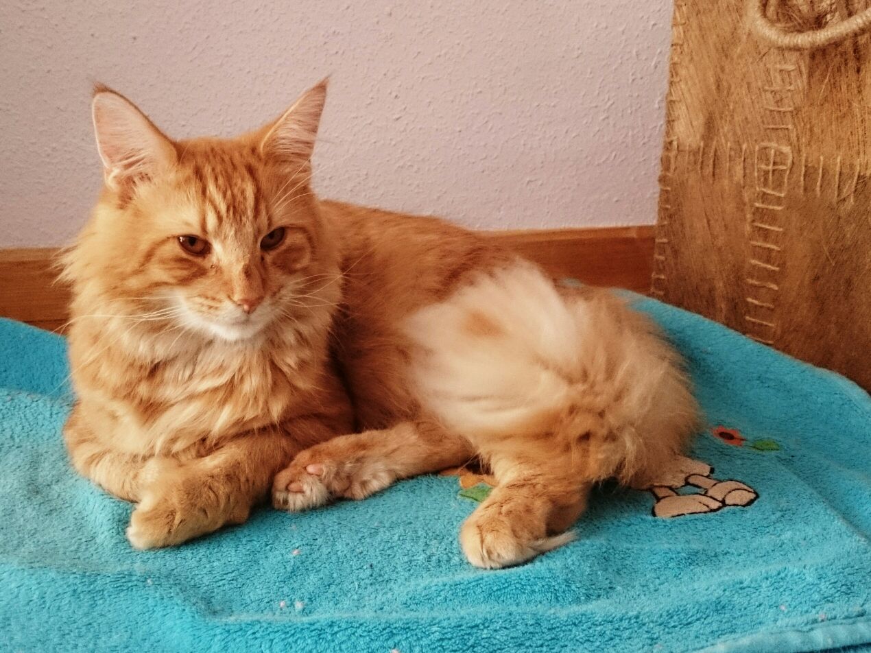 TSUNAMI MONTEGANCEDO. NFO d 23. Rojo tabby mackerel. Montegancedo*ES Bosques de Noruega