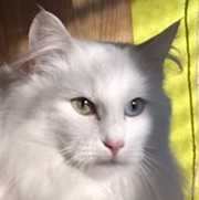 AGNETHA LEONCIO Gatos Bosques de Noruega www.montegancedo.com