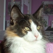 AIDA av SKARA BRAE Gatos Bosques de Noruega www.montegancedo.com