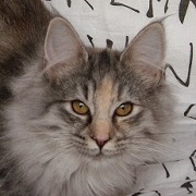 ARABELLA av SKARA BRAE Gatos Bosques de Noruega www.montegancedo.com