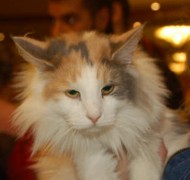 AREPA COLOR ESPERANZA Gatos Bosques de Noruega www.montegancedo.com