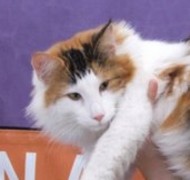 ARIANA MIMING STARS Gatos Bosques de Noruega www.montegancedo.com