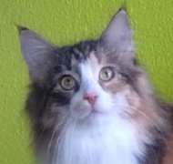 FIONA CENTRALCATS Gatos Bosques de Noruega www.montegancedo.com