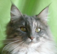 DK*HARMAKHET'S LA BAMBA Gatos Bosques de Noruega www.montegancedo.com