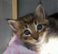 Curruca Montegancedo