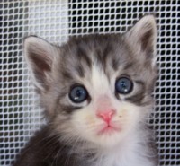 Golondrina Montegancedo