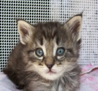 Oropendola Montegancedo
