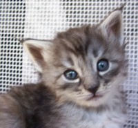 ALONDRA MONTEGANCEDO Gatos Bosques de Noruega www.montegancedo.com