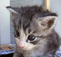 AZOR MONTEGANCEDO Gatos Bosques de Noruega www.montegancedo.com