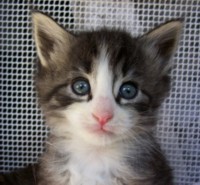 LAVANDERA MONTEGANCEDO Gatos Bosques de Noruega www.montegancedo.com