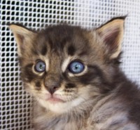 MILANO MONTEGANCEDO Gatos Bosques de Noruega www.montegancedo.com