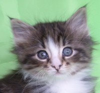 APOLO MONTEGANCEDO Gatos Bosques de Noruega www.montegancedo.com