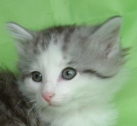 POSEIDON MONTEGANCEDO Gatos Bosques de Noruega www.montegancedo.com