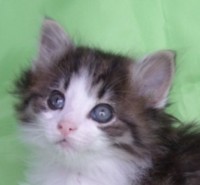 ZEUS MONTEGANCEDO Gatos Bosques de Noruega www.montegancedo.com