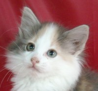 ADORE MONTEGANCEDO Gatos Bosques de Noruega www.montegancedo.com