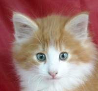 LAGUN MONTEGANCEDO Gatos Bosques de Noruega www.montegancedo.com