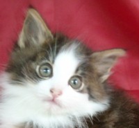 NESKA MONTEGANCEDO Gatos Bosques de Noruega www.montegancedo.com