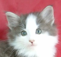 ZORION MONTEGANCEDO Gatos Bosques de Noruega www.montegancedo.com