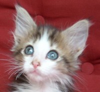 BOREAL AURORA MONTEGANCEDO Gatos Bosques de Noruega www.montegancedo.com