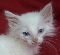 WHYTE CHRYSTAL MONTEGANCEDO Gatos Bosques de Noruega www.montegancedo.com