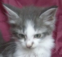 BLUE HORIZON MONTEGANCEDO Gatos Bosques de Noruega www.montegancedo.com