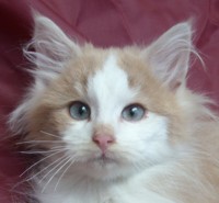 BURNING FLAME MONTEGANCEDO Gatos Bosques de Noruega www.montegancedo.com