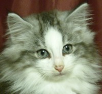 BLIZZARD SPIRIT MONTEGANCEDO Gatos Bosques de Noruega www.montegancedo.com