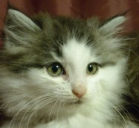 ESKIMO KNIGHT MONTEGANCEDO Gatos Bosques de Noruega www.montegancedo.com