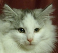 NORTHERN LIGHT MONTEGANCEDO Gatos Bosques de Noruega www.montegancedo.com