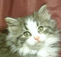 POLAR WIND MONTEGANCEDO Gatos Bosques de Noruega www.montegancedo.com